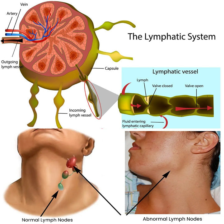 Lymphatic Detox RollOn Ginger Oil